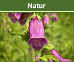 Naturpark Steinwald e. V.